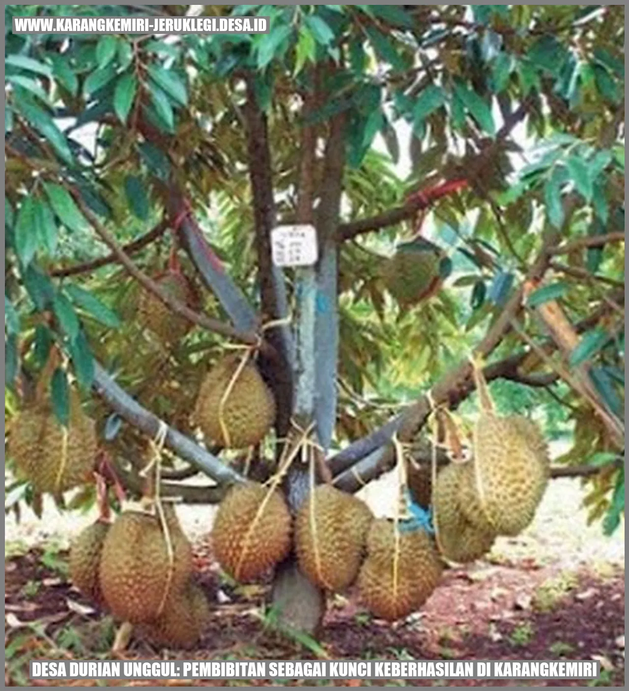 Desa Durian Unggul