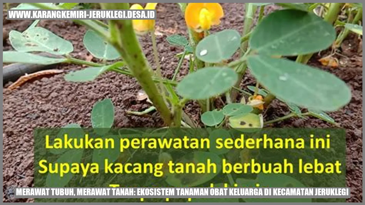 Tanaman Obat
