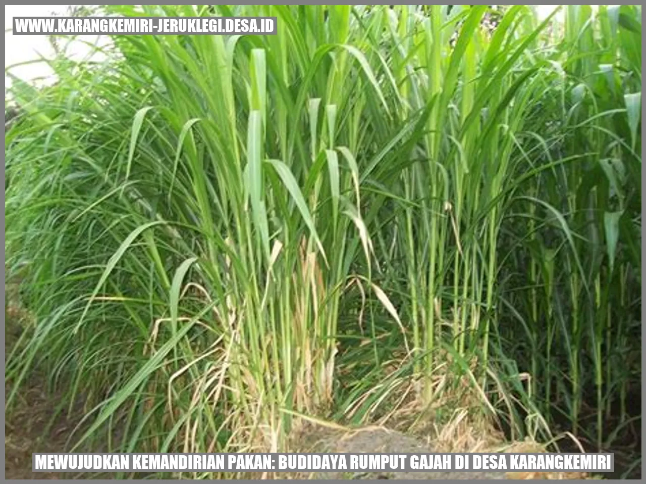 Budidaya Rumput Gajah di Desa Karangkemiri