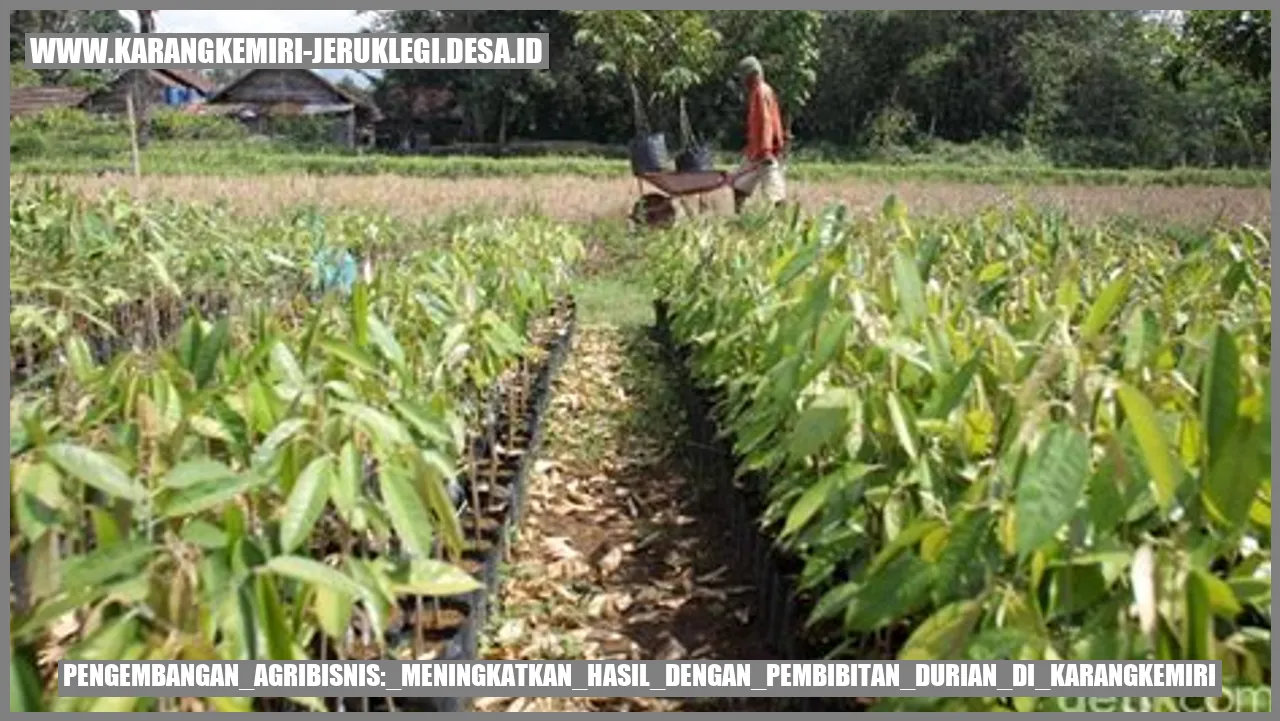 Pengembangan Agribisnis: Meningkatkan Hasil dengan Pembibitan Durian di Karangkemiri