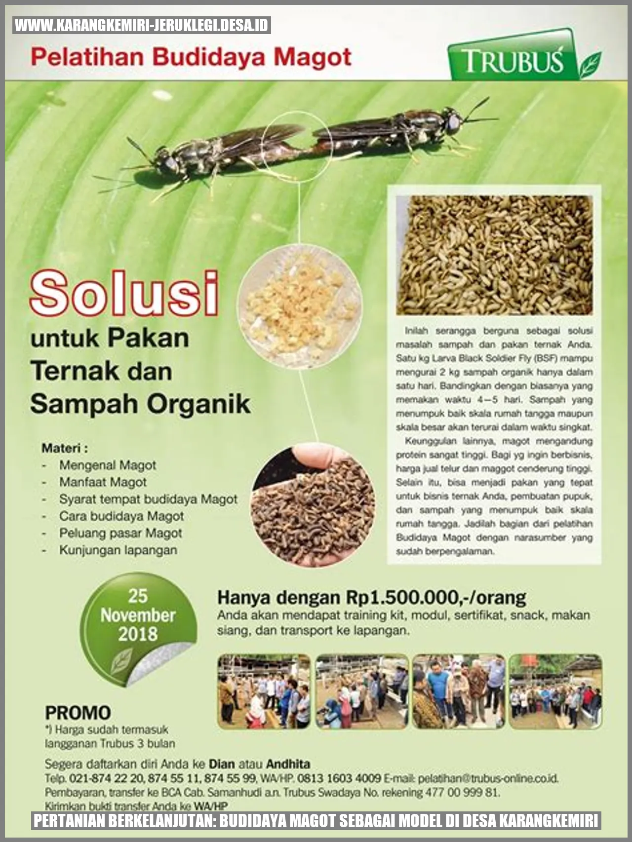 Budidaya Magot di Desa Karangkemiri