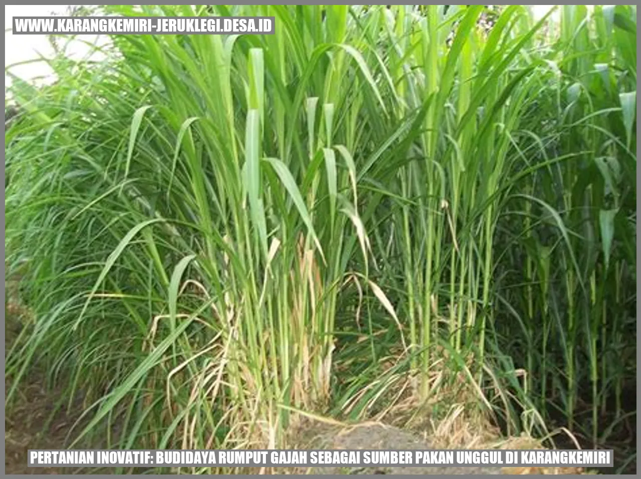 Rumput Gajah
