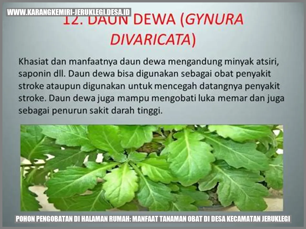 Pohon Pengobatan di Halaman Rumah: Manfaat Tanaman Obat di Desa Kecamatan Jeruklegi